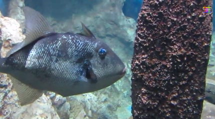 acquario malta