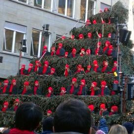 albero di Natale vivente a Zurigo