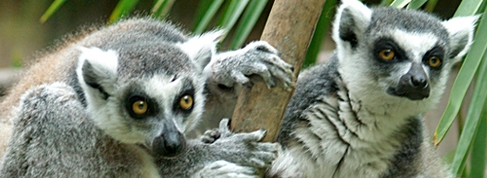 animali dello zoo