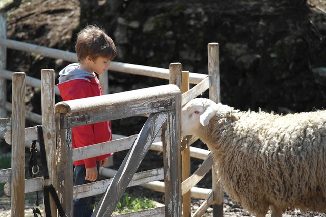 bambino pecora fattoria