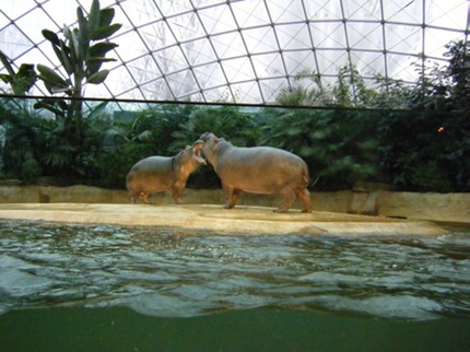 scoprire lo Zoo di Berlino in vacanza o viaggio nella capitale tedesca