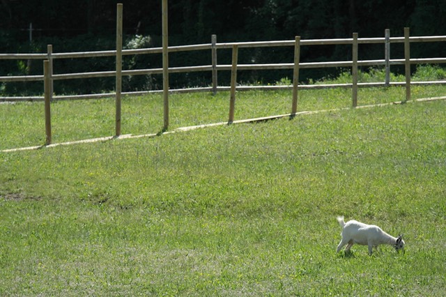 capretta fattoria bambini