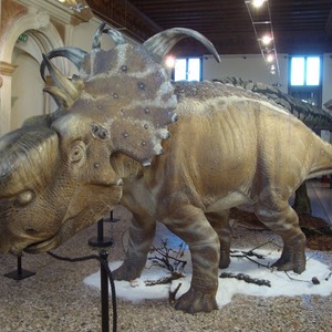 DCO Bassano Pachyrhinosaurus mostra