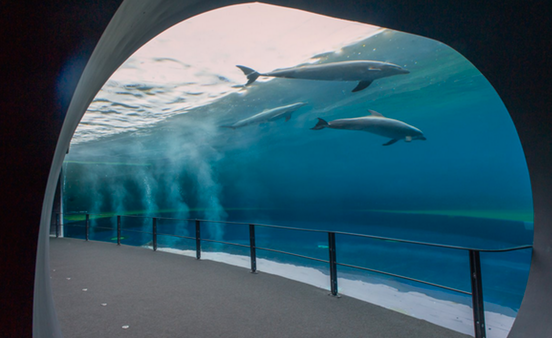 delfini acquario di genova