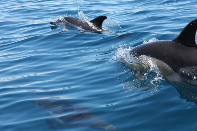 delfini durante vacanza in portogallo con bimbi