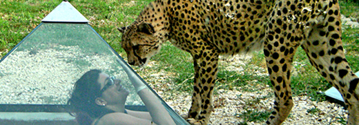 incontro ravvicinato ghepardo parco zoo