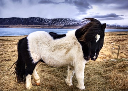 islanda natura cavalli