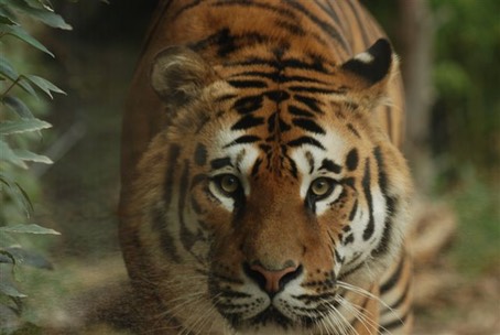 la tigre dello zoo per bambini