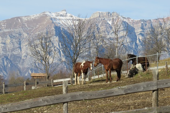 maneggio a folgaria