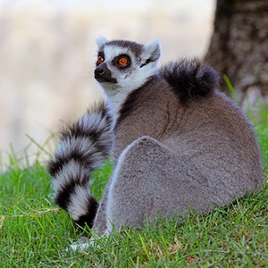 bioparc Valencia