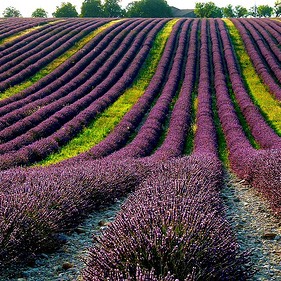 campi di lavanda provenza francia