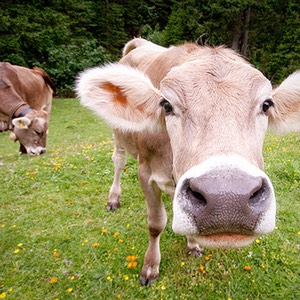 mucca austria