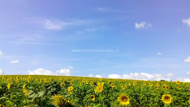 paesaggio nelle marche