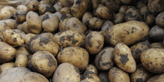 patate in trentino