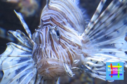 pesce acquario malta