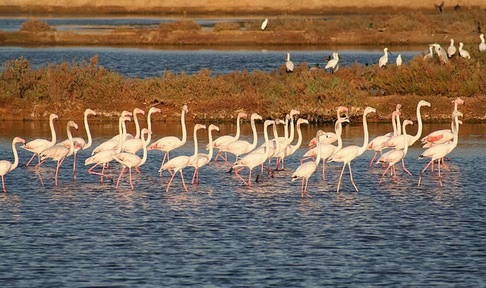 ria-formosa med (1)