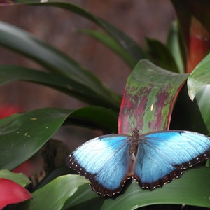 farfalla Bordano