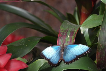 farfalla Bordano
