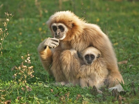 scimmie allo zoo