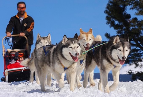 sleddog alpecimbra trentino