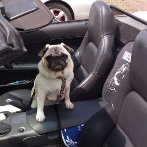 trasportini-in-viaggio-fido